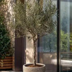 Oliventræ - Olea europaea - H⌀jde 45-55cm - ⌀14cm