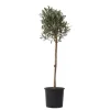 Oliventræ - Olea europaea - Højde 90-100cm - ⌀21cm