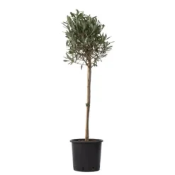 Oliventræ - Olea europaea - Højde 90-100cm - ⌀21cm