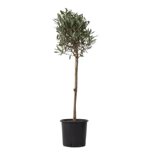 Oliventræ - Olea europaea - Højde 90-100cm - ⌀21cm
