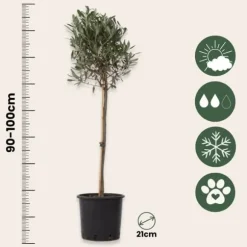 Oliventræ - Olea europaea - Højde 90-100cm - ⌀21cm