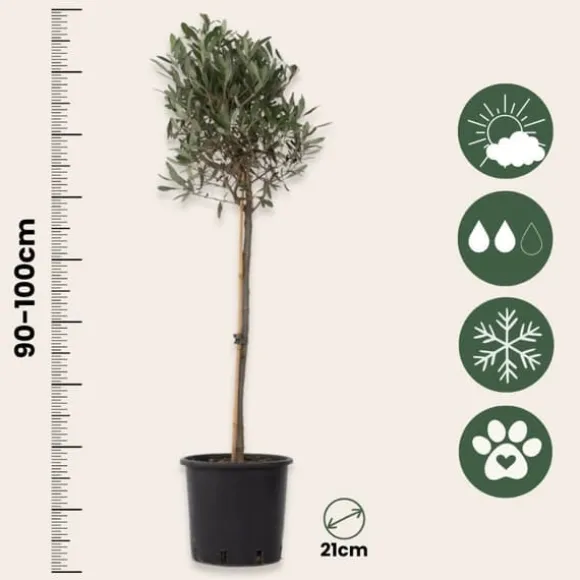 Oliventræ - Olea europaea - Højde 90-100cm - ⌀21cm