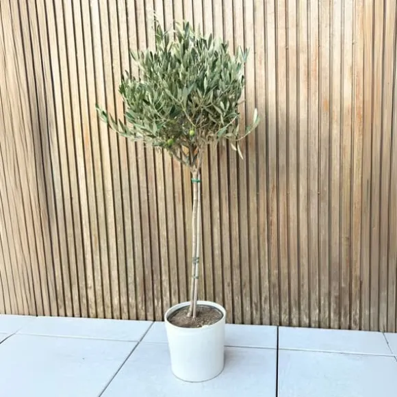 Oliventræ - Olea europaea - Højde 90-100cm - ⌀21cm