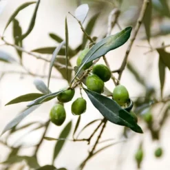 Oliventræ - Olea europaea - Højde 90-100cm - ⌀21cm