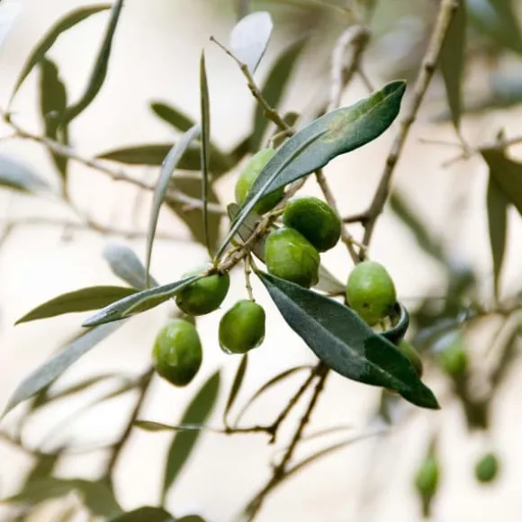 Oliventræ - Olea europaea - Højde 90-100cm - ⌀21cm