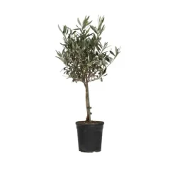 Oliventræ - Olea europaea - Højde 60-70cm - ⌀17cm