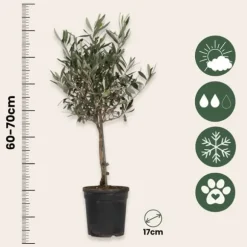 Oliventræ - Olea europaea - Højde 60-70cm - ⌀17cm