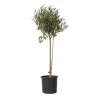 Oliventræ - Olea europaea - Højde 80-90cm - ⌀19cm
