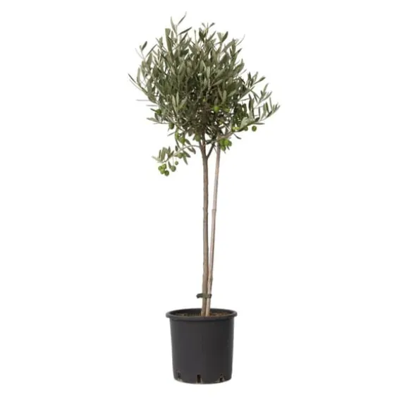Oliventræ - Olea europaea - Højde 80-90cm - ⌀19cm