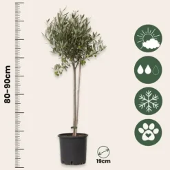 Oliventræ - Olea europaea - Højde 80-90cm - ⌀19cm