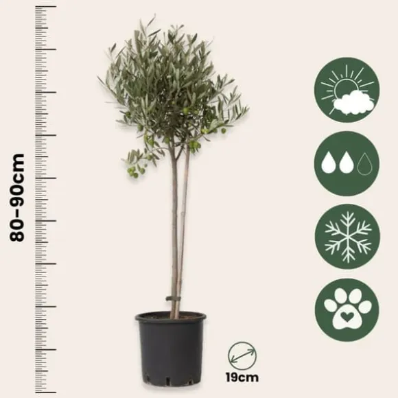 Oliventræ - Olea europaea - Højde 80-90cm - ⌀19cm