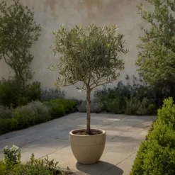 Oliventræ - Olea europaea - Højde 80-90cm - ⌀19cm