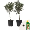 Oliventræ - Sæt med 2 - Olea europaea - Højde 50-60cm - ⌀14cm