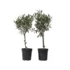 Oliventræ - Sæt med 2 - Olea europaea - Højde 50-60cm - ⌀14cm