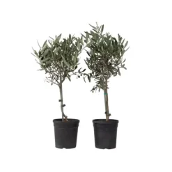 Oliventræ - Sæt med 2 - Olea europaea - Højde 50-60cm - ⌀14cm