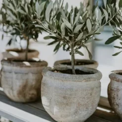 Oliventræ - Sæt med 2 - Olea europaea - Højde 50-60cm - ⌀14cm