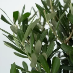 Oliventræ - Sæt med 2 - Olea europaea - Højde 50-60cm - ⌀14cm