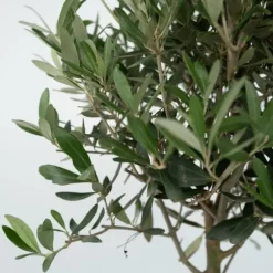 Oliventræ - Sæt med 2 - Olea europaea - Højde 50-60cm - ⌀14cm