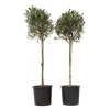 Oliventræ - Sæt med 2 - Olea europaea - Højde 90-100cm - ⌀21cm