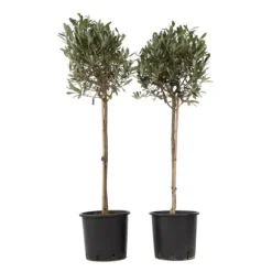 Oliventræ - Sæt med 2 - Olea europaea - Højde 90-100cm - ⌀21cm