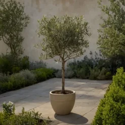 Oliventræ - Sæt med 2 - Olea europaea - Højde 90-100cm - ⌀21cm