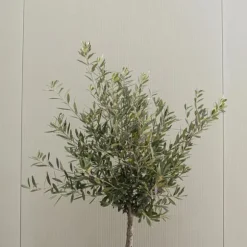 Oliventræ - Sæt med 2 - Olea europaea - Højde 90-100cm - ⌀21cm