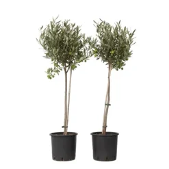 Oliventræ - Sæt med 2 - Olea europaea - Højde 80-90cm - ⌀19cm