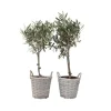 Oliventræ - Sæt med 2 - Olea europaea - Højde 50-60cm - ⌀14cm