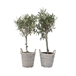Oliventræ - Sæt med 2 - Olea europaea - Højde 50-60cm - ⌀14cm