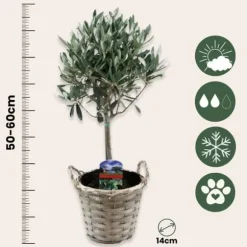 Oliventræ - Sæt med 2 - Olea europaea - Højde 50-60cm - ⌀14cm