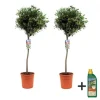 Oliventræ - Sæt med 2 - Olea europaea - Højde 90-100cm - ⌀21cm