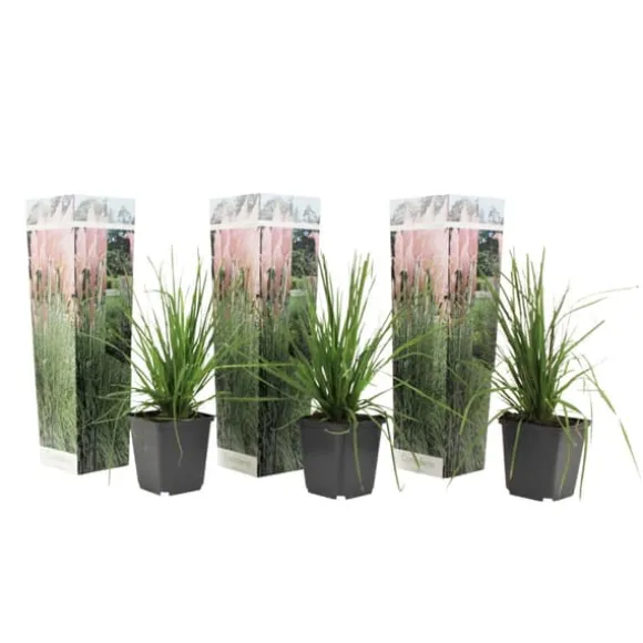 Pampasgræs - Sæt med 3 - Cortaderia selloana - Højde 25-40cm - ⌀9cm