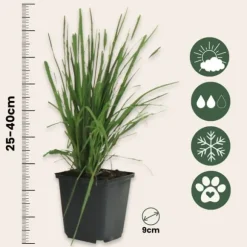 Pampasgræs - Sæt med 3 - Cortaderia selloana - Højde 25-40cm - ⌀9cm