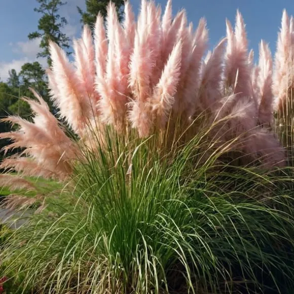 Pampasgræs - Sæt med 3 - Cortaderia selloana - Højde 25-40cm - ⌀9cm