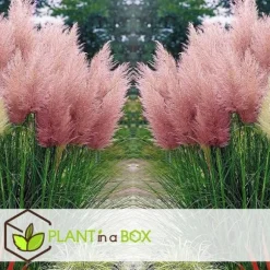 Pampasgræs - Sæt med 3 - Cortaderia selloana - Højde 25-40cm - ⌀9cm