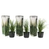Pampasgræs - Sæt med 3 - Cortaderia selloana - Højde 25-40cm - ⌀9cm