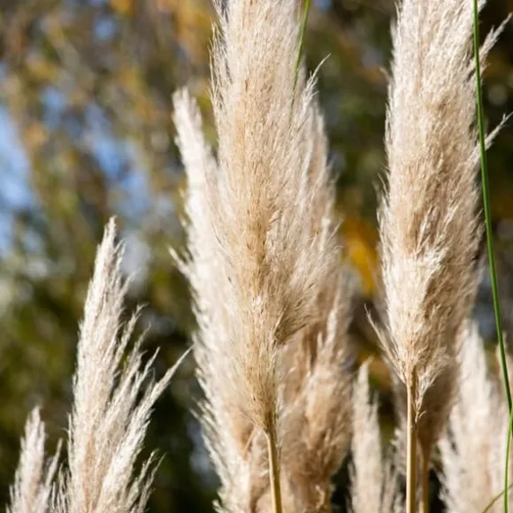 Pampasgræs - Sæt med 3 - Cortaderia selloana - Højde 25-40cm - ⌀9cm