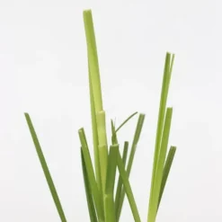 Pampasgræs - Sæt med 3 - Cortaderia selloana - Højde 25-40cm - ⌀9cm
