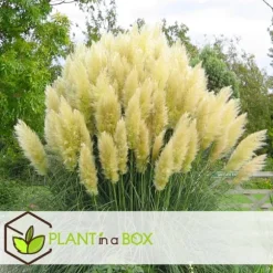 Pampasgræs - Sæt med 3 - Cortaderia selloana - Højde 25-40cm - ⌀9cm