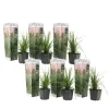 Pampasgræs - Sæt med 6 - Cortaderia selloana - Højde 25-40cm - ⌀9cm