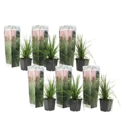 Pampasgræs - Sæt med 6 - Cortaderia selloana - Højde 25-40cm - ⌀9cm