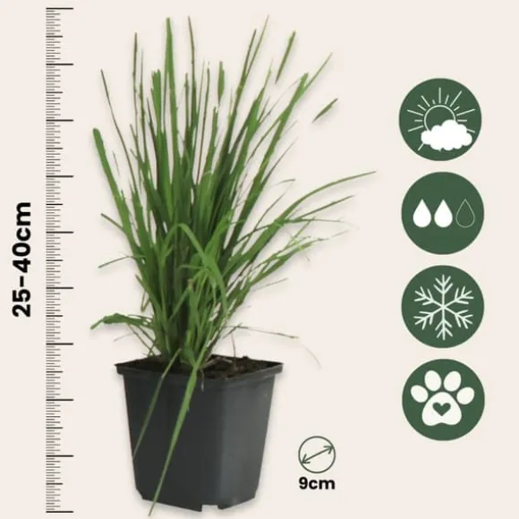 Pampasgræs - Sæt med 6 - Cortaderia selloana - Højde 25-40cm - ⌀9cm