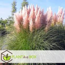 Pampasgræs - Sæt med 6 - Cortaderia selloana - Højde 25-40cm - ⌀9cm