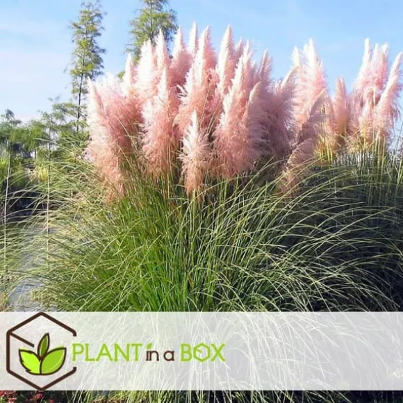 Pampasgræs - Sæt med 6 - Cortaderia selloana - Højde 25-40cm - ⌀9cm