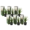Pampasgræs - Sæt med 6 - Cortaderia selloana - Højde 25-40cm - ⌀9cm