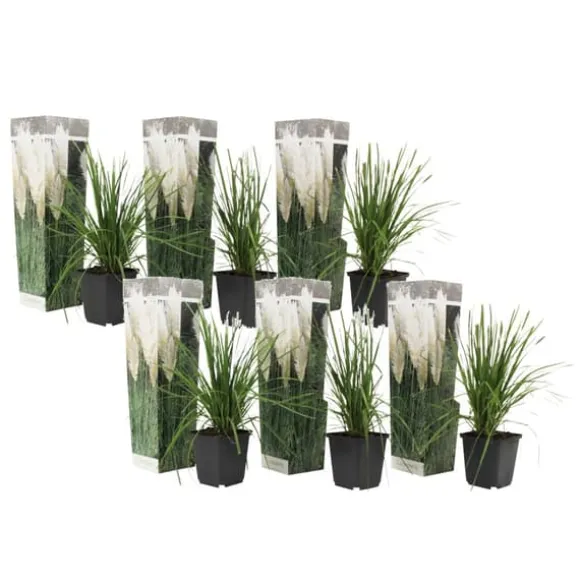 Pampasgræs - Sæt med 6 - Cortaderia selloana - Højde 25-40cm - ⌀9cm