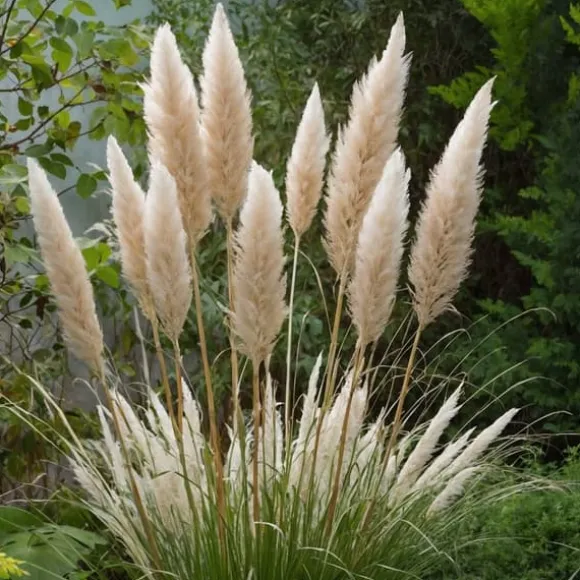 Pampasgræs - Sæt med 6 - Cortaderia selloana - Højde 25-40cm - ⌀9cm