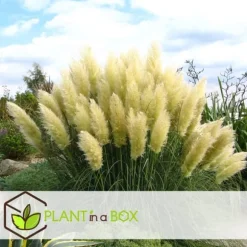 Pampasgræs - Sæt med 6 - Cortaderia selloana - Højde 25-40cm - ⌀9cm
