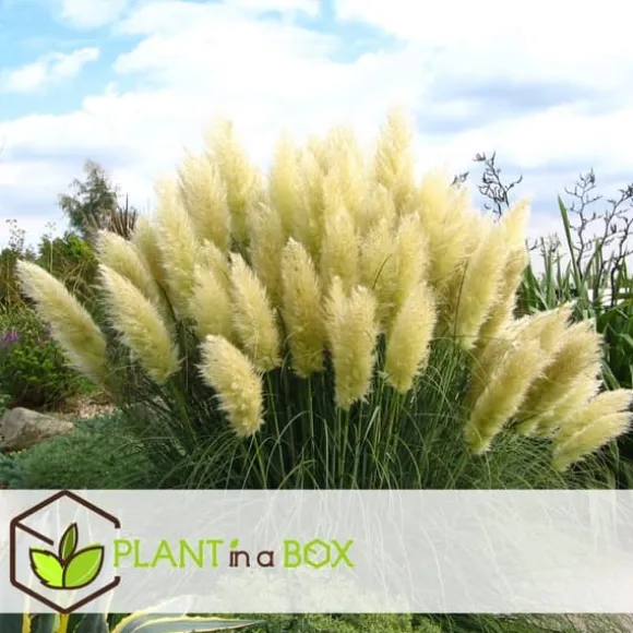 Pampasgræs - Sæt med 6 - Cortaderia selloana - Højde 25-40cm - ⌀9cm
