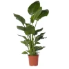 Paradisfugl - Strelitzia nicolai - Højde 150-170cm - ⌀28cm